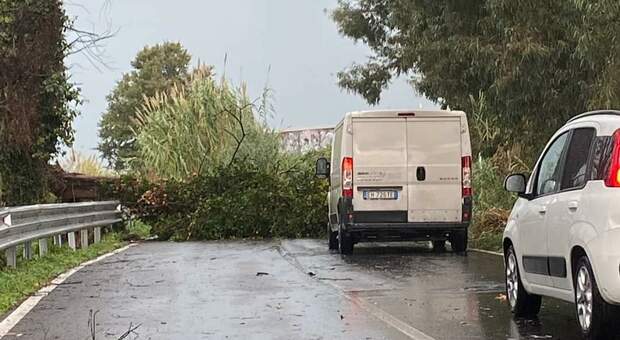 Maltempo, crolla albero sulla strada, nei pressi del lago Patria