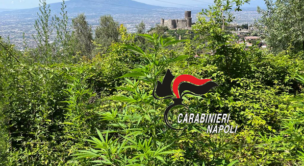 Monti Lattari, scoperte 300 piante di cannabis: arrestato 69enne proprietario del fondo