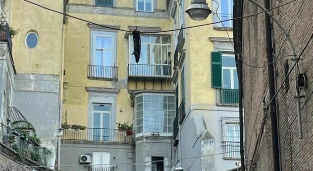 Napoli, un topo morto appeso a un filo dietro piazza Plebiscito