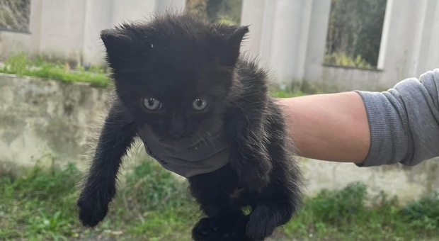 Lapillo, il gattino salvato sul Vesuvio