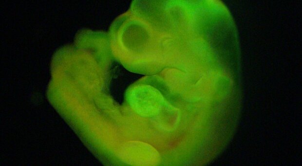 Embrione sintetico da record, è il primo a raggiungere più di 8 giorni. «Sarà fondamentale per i trapianti»