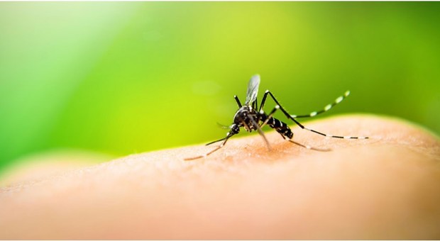 Zanzare, svelato perché pungono solo alcune persone: colpa dei microbi sulla pelle