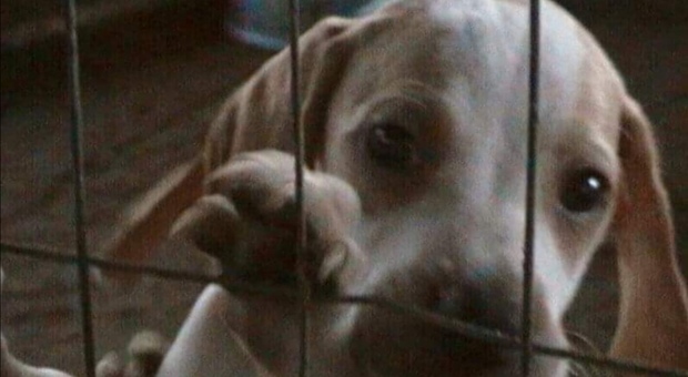 Un cucciolo di cane in una gabbia del canile