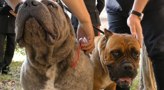 Animali, maltrattamenti e traffico di cuccioli: amputazioni illegali di orecchie e code a cani. Quaranta denunce