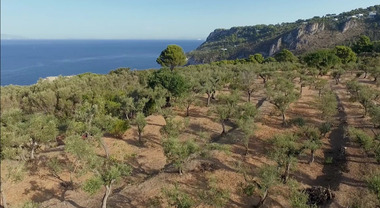 Con L&#39;Oro di Capri l&#39;isola azzurra è sempre più green, un docu-video  sintetizza il lavoro dell&#39;associazione - Il Mattino.it