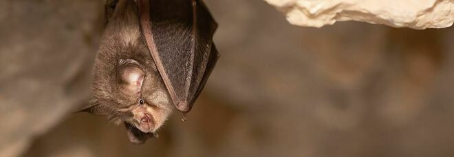 Covid, patogeno "quasi identico" al virus era trasportato già nel 2010 dai pipistrelli della Cambogia