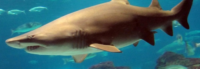 Puglia, squalo attacca canoista al largo di Castelloneta Marina: "Ho ancora gli incubi".