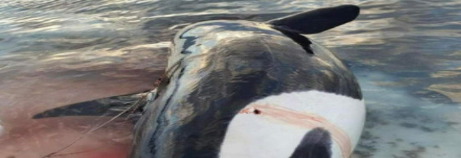 Una delle orche uccise a fucilate (immag diffusa sui social da Dolphin Freedom UK e Sermitsiaq)