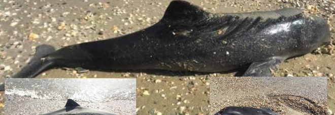 Alcuni dei delfini trovati morti sulle rive del Mar Nero di Odessa. (Immag diffuse da Ivan Rusev sui social)