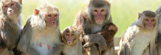 Vaiolo delle scimmie, secondo caso negli Usa: contagiato un uomo, è allarme