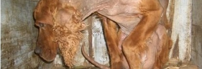 Canile abusivo e animali mal tenuti, ammenda da 500 euro a Giffoni