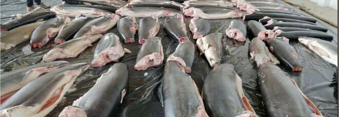Maxi sequestro di squali in Perù (immagini diffuse da SINAT, la polizia ambientale, su Twitter)