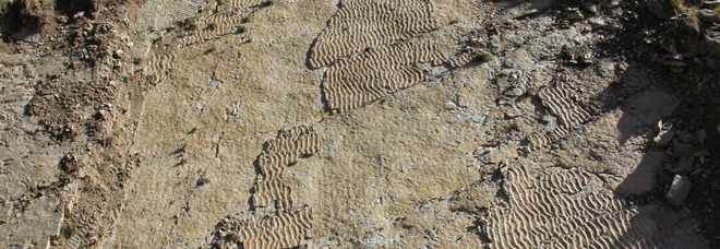 Impronte di grandi rettili preistorici trovate sulle Alpi: risalgono a 250 milioni di anni fa