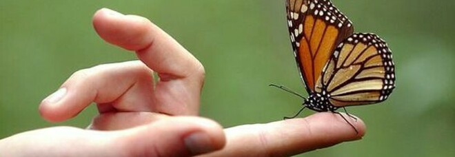 Farfalle monarca a un passo dall'estinzione. Lo studio: «Migrazione di milioni di esemplari ridotta a meno di duemila unità»