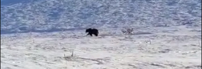 La nuova vita dell'orso Juan Carrito: le prime immagini del rilascio nel Parco d'Abruzzo