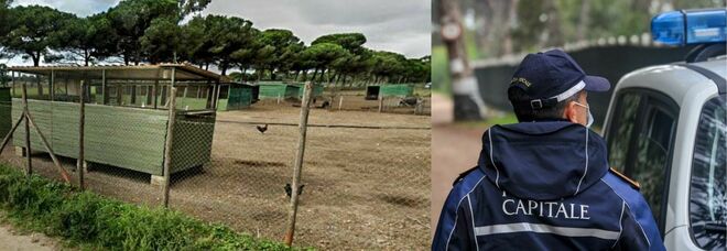 Influenza aviaria a Roma, un caso accertato a Ostia. D'Amato: «Adozione misure straordinarie»
