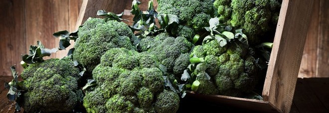 Arriva il caffè a base di broccoli: vitamine in tazza. In Australia si serve nei bar