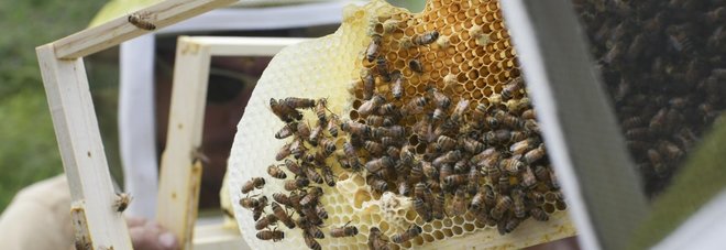 I ladri di miele colpiscono ancora: rubato alveare a Pietramelara