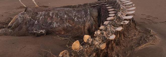 Scozia, la tempesta porta sulla spiaggia un misterioso scheletro gigante: «E' il Mostro di Loch Ness?»