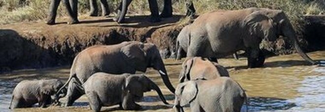 Due elefanti gemelli nati in Kenya, è la prima volta da decenni