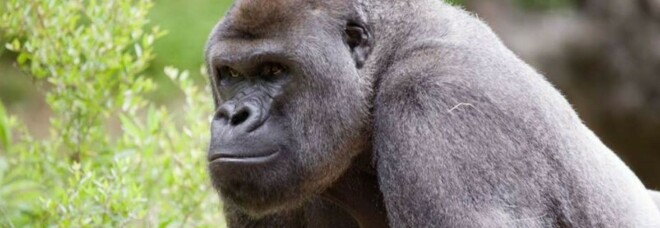 Covid, contagiati 13 gorilla dello zoo di Atlanta