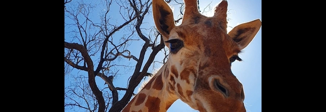 Mutanti, la giraffa più vecchia d'Australia (immag diffusa dal Taronga Western Plains Zoo dei custodi Simone Low e Bobby-Jo Vial su Fb)