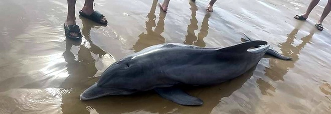 Il delfino spiaggiato cavalcato dai bagnanti (immag diffuse dalla ass Texas Marine Mammal Stranding Network sui social)