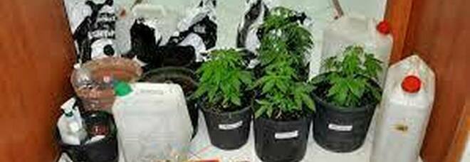 Piantine di marijuana coltivate in una villa disabitata: a processo
