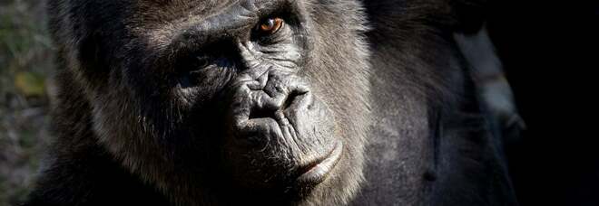 Il famoso gorilla Choomba di 59 anni viene soppresso allo zoo americano di Atlanta a causa del deterioramento della sua salute