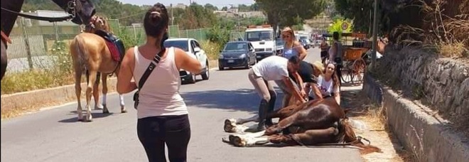 Il cavallo morto a Matera (immag diffusa sui social da Sassi Live)