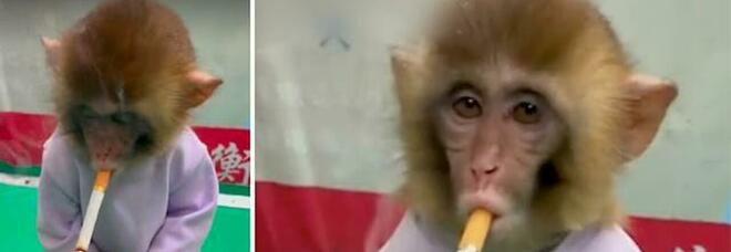 Il cucciolo di macaco chiamato Banjin costretto a fumare allo zoo cinese di Hengshui. (Immag diffuse da Yahoo Australia, Daily Mail ecc ecc)