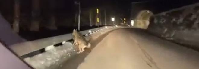 Il lupo inseguito di notte (immag e video diffusi da Canis lupus italicus-Lupo appenninico su Fb)