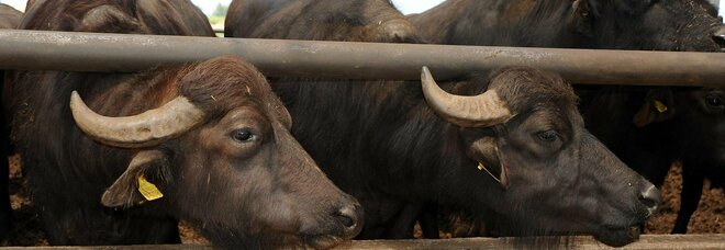 Brucellosi, Altragricoltura e Siaab: «In difesa degli allevatori bufalini»