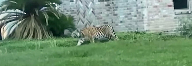 Killer in fuga con una tigre a Houston, la polizia lo identifica grazie a un video sul web
