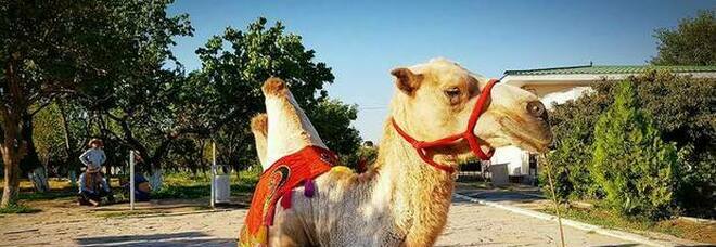 Botox e lifting ai cammelli per incassare il primo (e altissimo) premio: 40 animali esclusi dal concorso di bellezza
