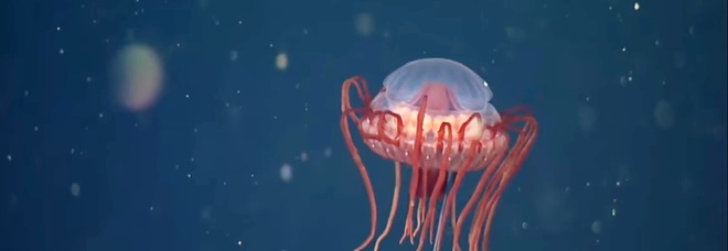 La nuova specie di medusa scoperta nella Baia di Monterey (immag diffusa da MBARI Monterey Bay Aquarium Research Institute)