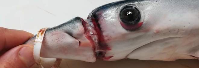 lo squalo azzurro, comunemente chiamato verdesca, con il muso gravemente deformato dalla plastica (foto gentile concessione di Domenico Ottaviano)