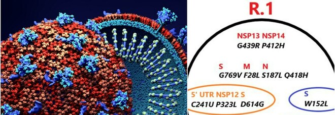 Variante R.1, dal Giappone agli Stati Uniti spunta la nuova mutazione: «Maggiore resistenza agli anticorpi»