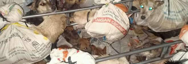 I cani trovati nel cassone del camion bloccato dalla polizia indonesiana (immag pubbl da Humane Society International su Fb)