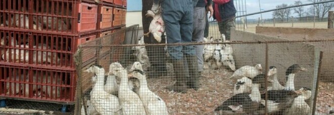 Influenza aviaria in Cina, escalation di casi (umani). L'Oms: «Si rischiano nuove varianti di virus»