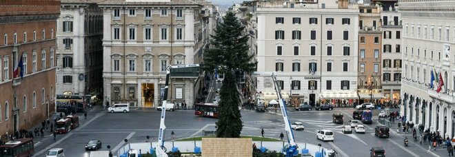 Spelacchio 2020, Roma ci ripensa e l'albero di Natale torna in piazza Venezia