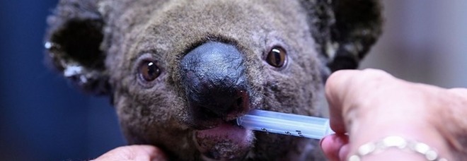 Australia, emergenza incendi senza precedenti: 3 morti e strage di koala