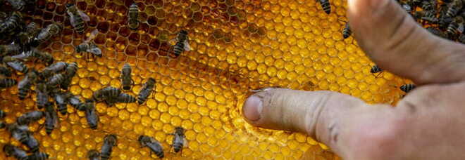 Giornata mondiale della Biodiversità: dalle api ai parchi, 5 giorni dedicati all'ambiente