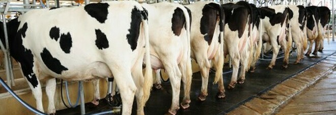 Voilà il latte vegano, prodotto senza le mucche per salvare il pianeta dalle emissioni Co2