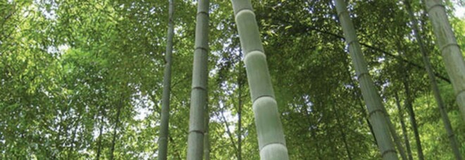 Clima, apre la prima "Banca ossigeno": bambù per compensare emissioni di CO2