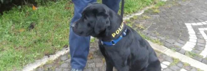 Labrador poliziotto scopre un chilo di droga nascosto in un mobile