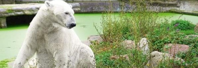 Uno degli orsi polari dello zoo tedesco. (Immag diffusa sui social dallo zoo Zoom Erlebniswelt)