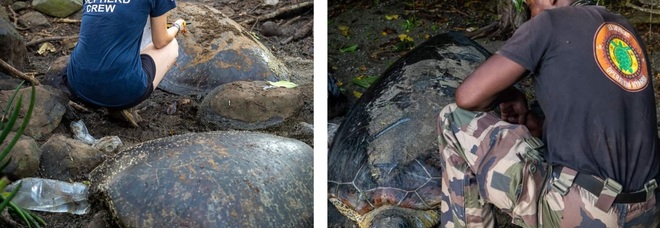 Alcune delle tartarughe uccise a colpi di machete (immag diffuse sui social da Sea Shepherd France)
