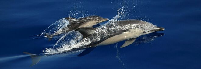 Rolex sostiene la salvaguardia ambientale con Mission Blue e studia i delfini tra la Liguria e la Sardegna