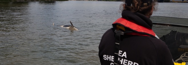 Francia, trovata morta l'orca dispersa nella Senna: falliti i tentativi di riportarla al mare